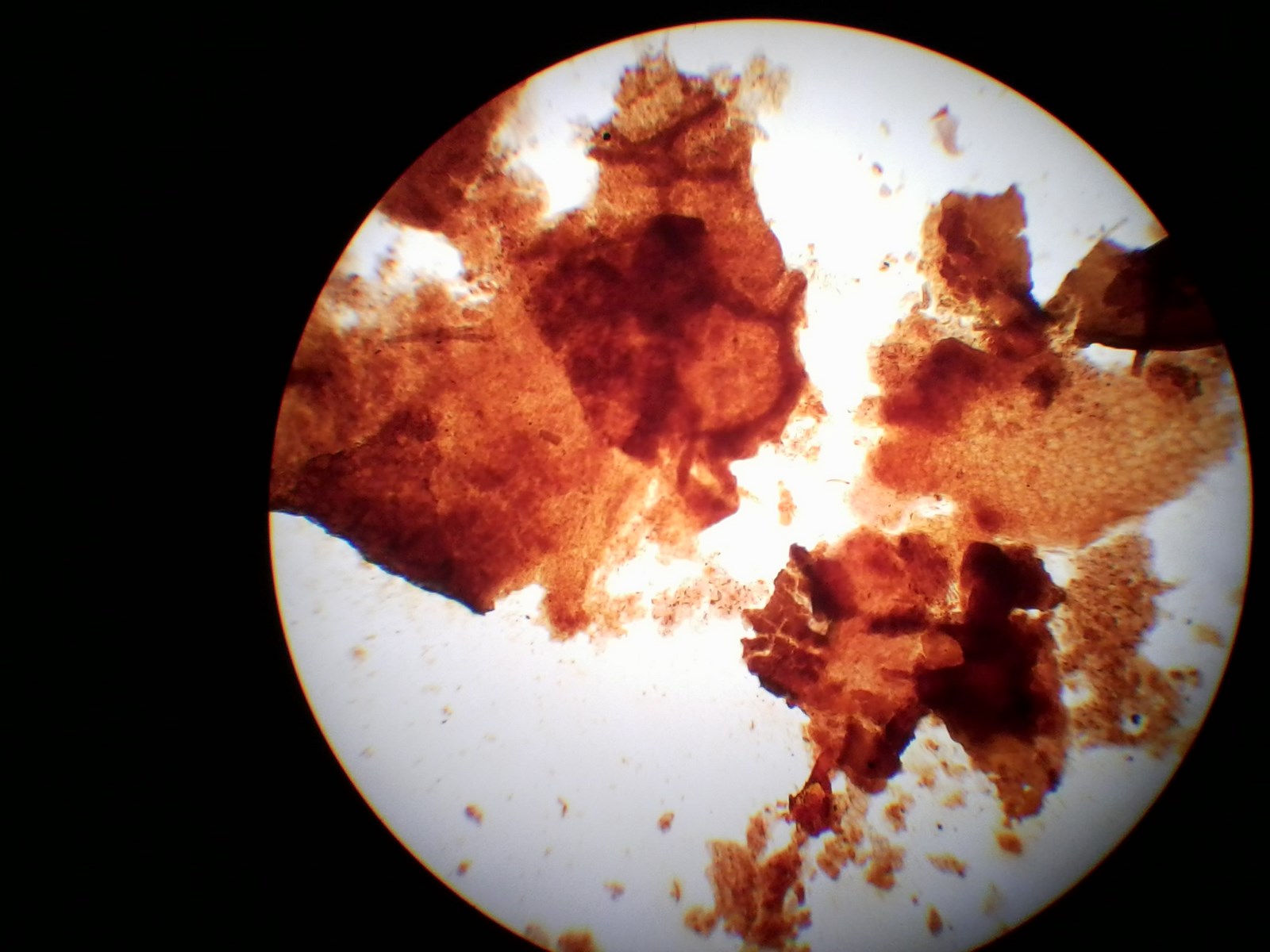 bio04.jpg